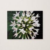 Witte Pentas Legpuzzel (Horizontaal)