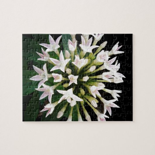 Witte Pentas Legpuzzel (Horizontaal)