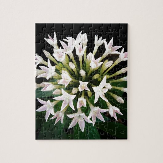 Witte Pentas Legpuzzel (Verticaal)