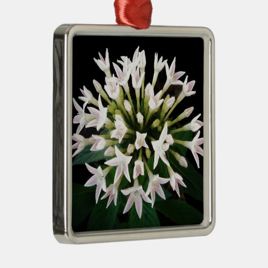 Witte Pentas Metalen Ornament (Rechts)