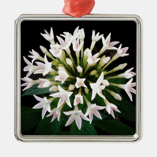 Witte Pentas Metalen Ornament (Voorkant)