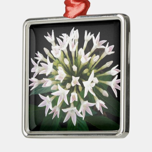 Witte Pentas Metalen Ornament (Links)