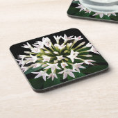 Witte Pentas Onderzetter (Linkerzijde)