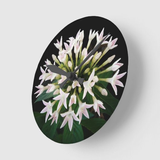 Witte Pentas Ronde Klok (Hoek)