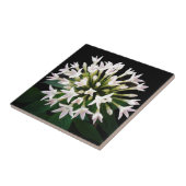 Witte Pentas Tegeltje (Zijkant)