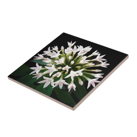 Witte Pentas Tegeltje (Zijkant)