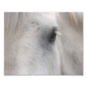 Witte Percheron Paard Oog 8x10 Foto Afdruk