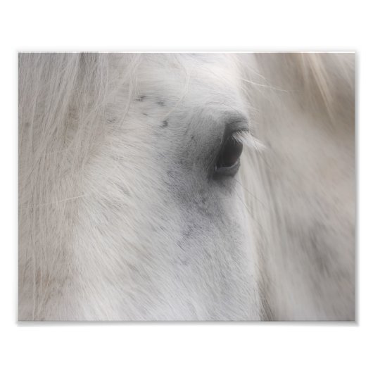 Witte Percheron Paard Oog 8x10 Foto Afdruk (Voorkant)