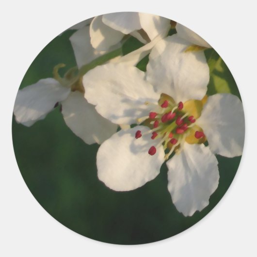 Witte perenbloesem envelop afdichtingen ronde sticker (Voorkant)
