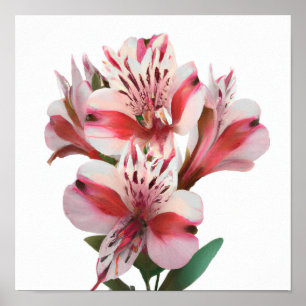 Witte Peruaanse Lelies Bloemenkunst Print Poster
