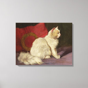 Witte Perzische kat Canvas Afdruk