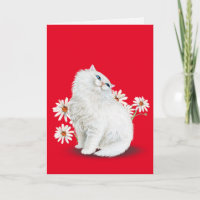 witte Perzische kat met mazen