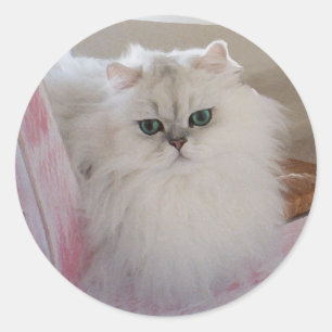 Witte Perzische kat op een roze stoel Ronde Sticker