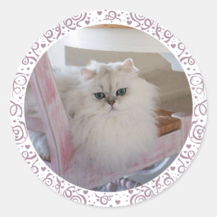 Witte Perzische Kat op een Roze Stoel Ronde Sticker