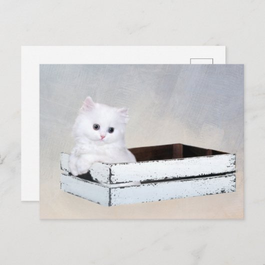 Witte Perzische kitten Briefkaart (Voorkant / Achterkant)