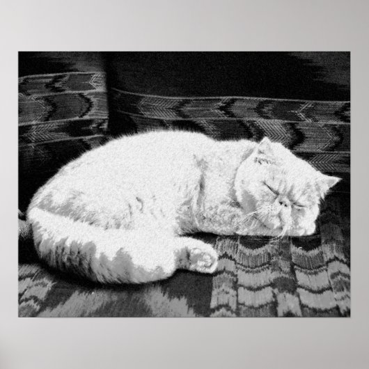 Witte Perzische Slaande Kat Poster (Voorkant)