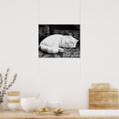 Witte Perzische Slaapkat Poster (Keuken)