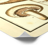  witte Petten paddenstoelen Kunst afdrukken Poster (Hoek)