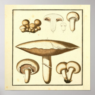  witte Petten paddenstoelen Kunst afdrukken Poster