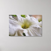 Witte Petunia Bloem Fotografische Kunst Canvas Afdruk (Voorkant)