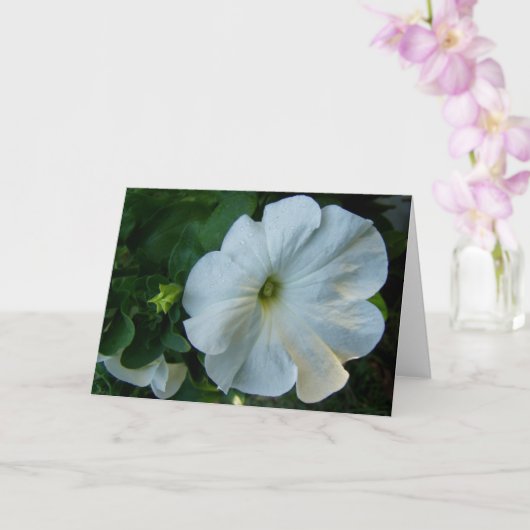 Witte Petunia Bloem Kaart (Orchidee)