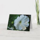Witte Petunia Bloem Kaart (Voorkant)