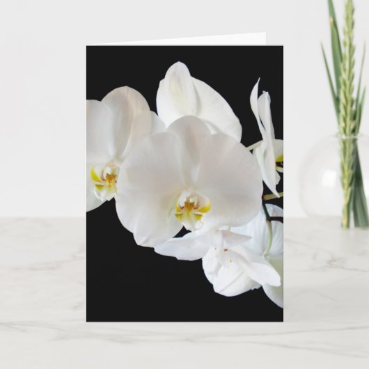 Witte phalaenopsis Orchidae Kaart (Voorkant)