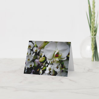 Witte Phalaenopsis Orchidee Notecard Kaart