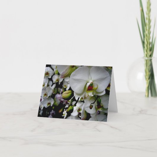 Witte Phalaenopsis Orchidee Notecard Kaart (Voorkant)