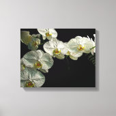 Witte Phalaenopsis Orchidee & Varen - Digitale kun Canvas Afdruk (Voorkant)