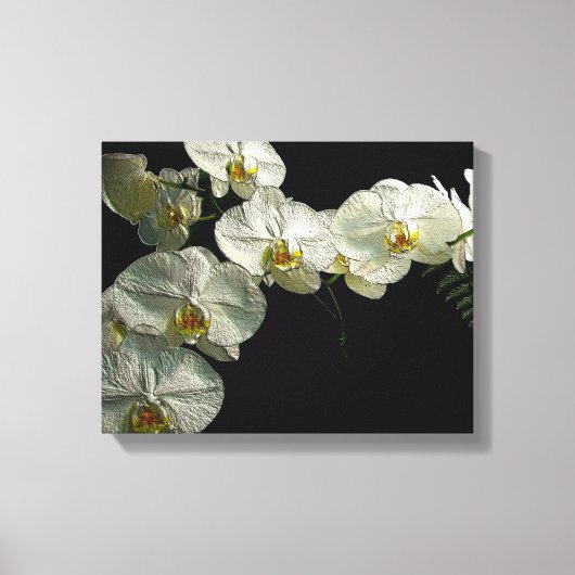Witte Phalaenopsis Orchidee & Varen - Digitale kun Canvas Afdruk (Voorkant)