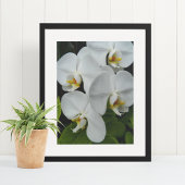 Witte Phalaenopsis Orchideeën Bloemstuk Poster