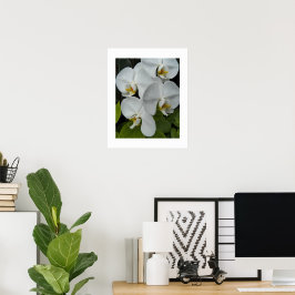 Witte Phalaenopsis Orchideeën Bloemstuk Poster