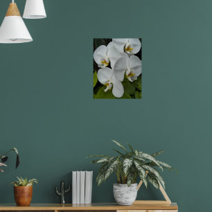 Witte Phalaenopsis Orchideeën Bloemstuk Poster