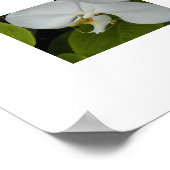 Witte Phalaenopsis Orchideeën Bloemstuk Poster (Hoek)