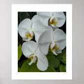 Witte Phalaenopsis Orchideeën Bloemstuk Poster (Voorkant)