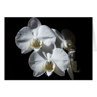 Witte phalaeonopsis Orchidae
