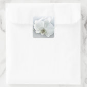 Witte Phaleonopsis Orchidee Vierkante Sticker (Tas)