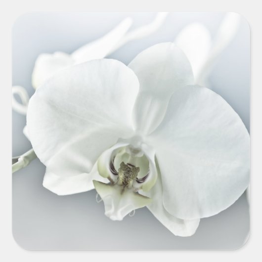 Witte Phaleonopsis Orchidee Vierkante Sticker (Voorkant)