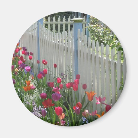 Witte picket hek met tulpen rond magneet (Voorkant)