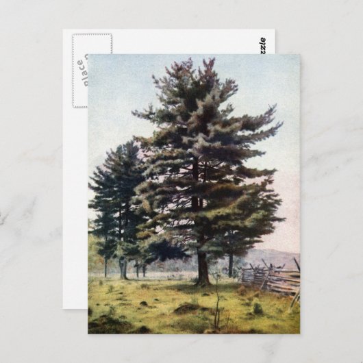 Witte pijnboom met Majestic Briefkaart (Voorkant / Achterkant)