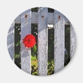 Witte piket hek rode roos magneet (Voorkant)