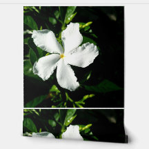 Witte Pinwheel Jasmine in het zonlicht