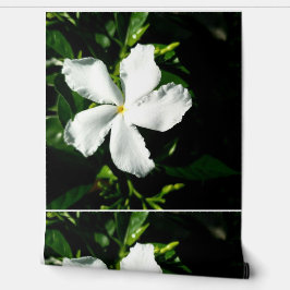 Witte Pinwheel Jasmine in het zonlicht Behang
