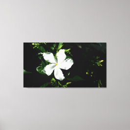 Witte Pinwheel Jasmine in het zonlicht Canvas Afdruk