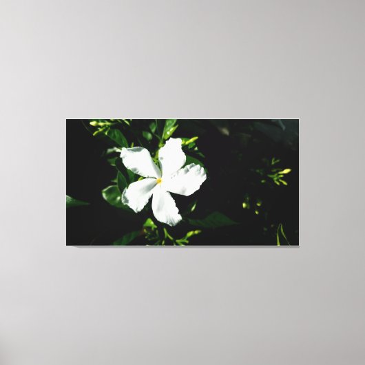 Witte Pinwheel Jasmine in het zonlicht Canvas Afdruk (Voorkant)