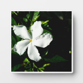 Witte Pinwheel Jasmine in het zonlicht Fotoplaat