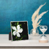 Witte Pinwheel Jasmine in het zonlicht Fotoplaat (Insitu)