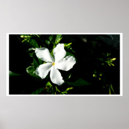 Witte Pinwheel Jasmine in het zonlicht Poster