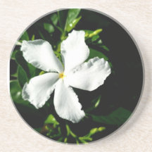 Witte Pinwheel Jasmine in het zonlicht